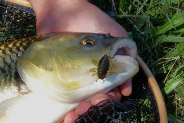 Equipment for fishing chub with insect imitations