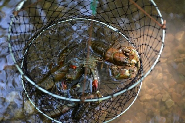 Crayfish Fishing