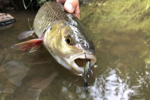 Chub caught on an insect imitation