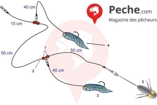 Surfcasting for skate