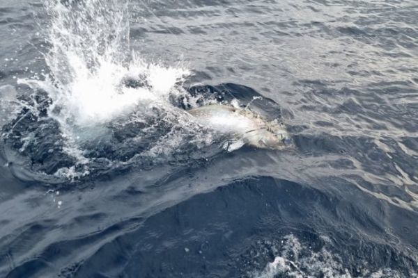 Definition of deep-sea fishing