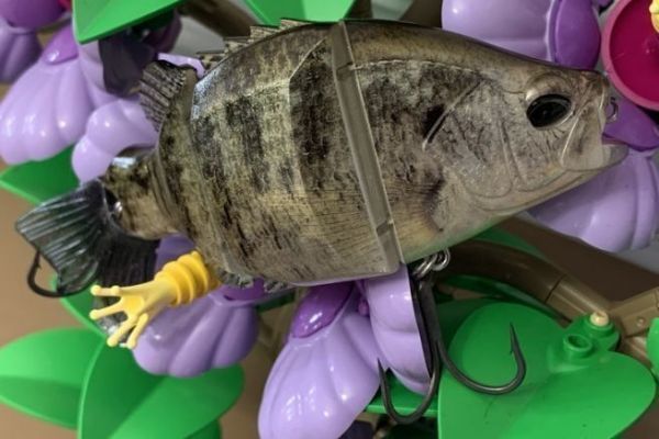 The resemblance to a bluegill is striking!