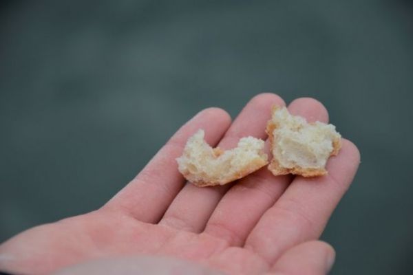 Fishing with Bread in Freshwater